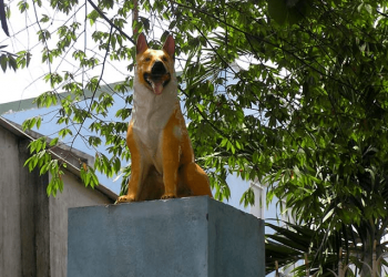 Bạn biết gì về các “linh vật phong thủy” mang “tài lộc” vào nhà