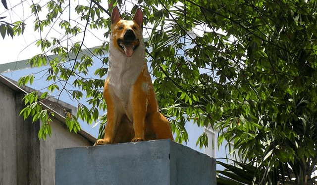Bạn biết gì về các “linh vật phong thủy” mang “tài lộc” vào nhà